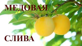Слива Желтая  МЕДОВАЯ