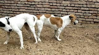 RuralDogs Appelzeller Sennenhund vs Labrador Retriever female dog in middle village