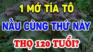 VỀ GIÀ Cứ Uống TÍA TÔ Nấu Cùng THỨ NÀY Hồi Sinh Gan Thận, Thọ 120 Tuổi? | Triết Lý Tinh Hoa