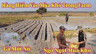 Linh Philip || Những Thứ Hiếm Hoi Vào Mùa Khô Đang Dần Có Trong Việt Phi Farm