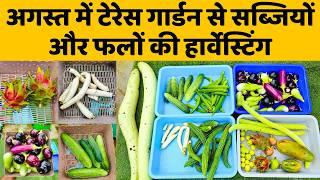 आज तोड़ी घर की छत से इतनी सारी सब्जियां और फल | Harvesting fruits and vegetables in terrace garden