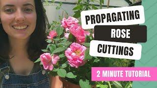 Propagating Rose Cuttings (2 Minute Guide)