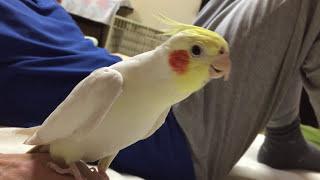 Sings Cockatiel　 "Another One Bites the Dust"