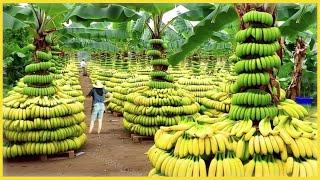 Harvest like crazy! "The way folks Harvest Banana is lightning fast."