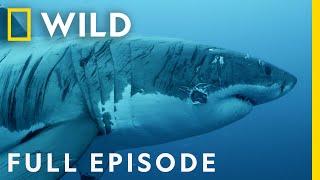 Shark Strike: Tranquility to Terror (Full Episode) | When Sharks Attack