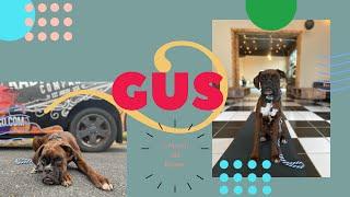 Allentown Dog Trainers ||| 9 Month Old Boxer, Gus