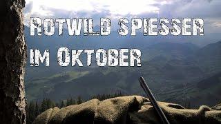 Rotwild Spießer im Oktober