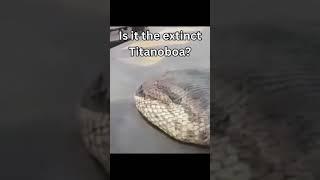 Biggest Anacondas Caught On Camera #shorts