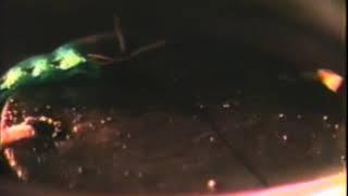 Bob Lazar Element 115 Cloud Chamber Test