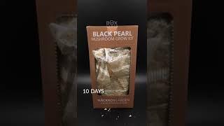 Boxlapse  Black pearl mushroom grow kit from @nackrosgarden #timelapse #learnonshorts #boxlapse #