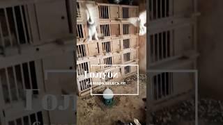 Голуби Самаркандские,это чистая порода голубей, без вмешательства человека. #топ  #pigeon #голуби