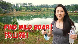 Punggol Waterway Park Singapore Wild Boar hunt｜Taiwanese in Singapore｜Angel Hsu安琪兒