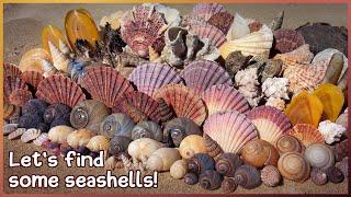 Finding Seashells at Low Tide | Red Thorny Oyster & Orange Tellins #shelling #shell