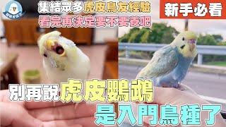 別再說虎皮鸚鵡是入門鳥種了｜新手必看懶人包｜集結鳥友經驗｜虎皮一定會說話嗎｜幼鳥養一定親人嗎