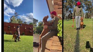 How to train your Vizsla  ||  Vizsla training best  videos 2022 #1 #vizsla  #vizslas