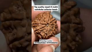 top quality nepali 8 mukhi rudraksha collector piece #youtubeshorts #shorts #rudraksha