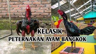 Peternakan ayam Bangkok klasik/ori