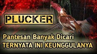 Getting to know Plucker Chickens and how to care for them