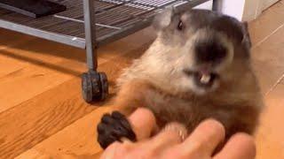 Woman says her groundhog acts like human toddler