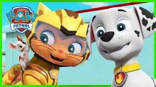 Resgates de mota do Cat Pack da Patrulha Pata e Mais! - Patrulha Pata PAW Patrol Episódio Português