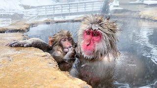 Japanese Onsen Ryokan Where You Can Bathe with Snow Monkeys️ | Jigokudani Snow Monkey Park | ASMR