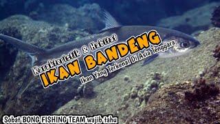 Karakteristik Dan Habitat Ikan Bandeng Yang Tidak Banyak Orang Tahu!!!