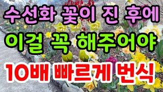 수선화 10배 빠르게 번식하는법 수선화 심고 1개월만에 꽃 피우는법 튤립 백합 무스카리 작약 구근 심고 바로 꽃 피우기 구근 굵게 키우기 구근 보관법 구근썩지않게키우기 봄 정원