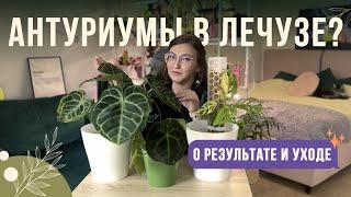 АНТУРИУМы в лечузе? Пересадка, удобрение и результат