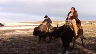 Guy on a Buffalo races Texas Longhorn!