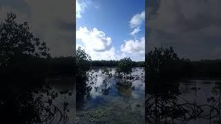 The Mangroves of San Policarpo