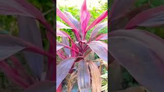 cordyline pink | #youtubeshorts