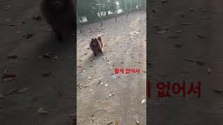 #백수 둘#mit수석퇴학 #강아지브이로그