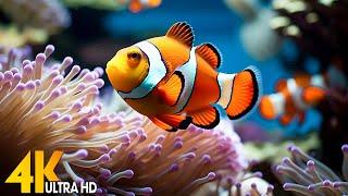 Aquarium 4K VIDEO (ULTRA HD)  Beautiful Coral Reef Fish - Relaxing Sleep Meditation Music #134