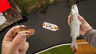 Fiddler Crabs VS Live Mullet Fishing... Snook, Sheepshead, Black Drum | Beer Batter Fish