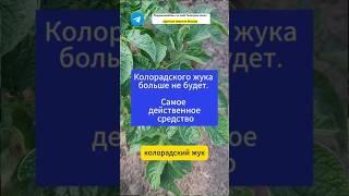 Колорадского жука больше не будетСамое действеное средство #дача #огород #колорадский жук #картофель