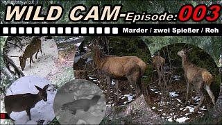 Wildkamera / Wild Cam - best of - Episode 003 ...das Beste aus deutschen Wäldern...