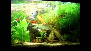 Aquarium 160 liter