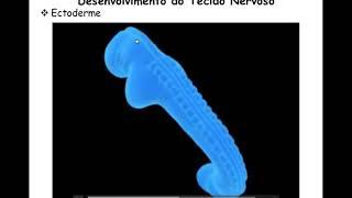 Histologia - tecido Nervoso