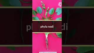 Paddy field weed  l Echino, Sagitaria l by Gaurav l Agro Field Love