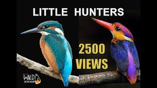 Common Kingfisher & Oriental Dwarf Kingfisher | Documentary Video