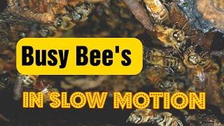 Close Up Bee's in Slow Motion