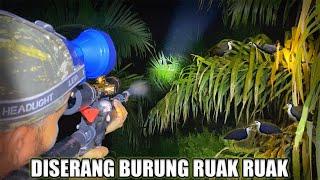 RUAK RUAK BERDATANGAN‼️ BERBURU BURUNG RUAK RUAK MALAM HARI - AUTO PANEN ‼️