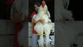 Biggest brahma Rooster #shorts #youtubeshorts #shortvideo #brahmachickens