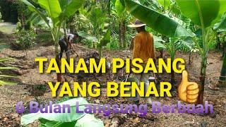 CARA MENANAM POHON PISANG BARANGAN AGAR PADA USIA 6 BULAN LANGSUNG BERBUAH‼️ Cara Budidaya Pisang