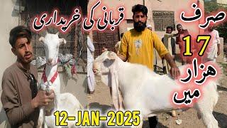 Lalukhet bakra mandi Me Qurbani 2025 Ka Bakra | 12-January-2025 | Lalukhet Bakra Mandi |Bakra mandi