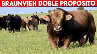  BRAUNVIEH La Verdadera Raza DOBLE PROPOSITO  Vacas Lecheras  y Doble Propósito