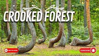 Walking through the Crooked Forest A Tour of Poland's Unique Natural Phenomenon