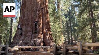 World’s largest tree, General Sherman, passes health check but faces climate threats