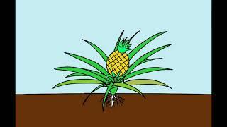 Quá trình phát triển của cây dứa|Vòng đời cây dứa - Pineapple tree life cycle