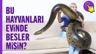 Bu hayvanları evde beslemek cesaret ister! | Hayvanlar alemi | Aklında olsun